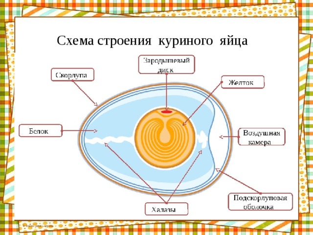 Схема строения куриного яйца 