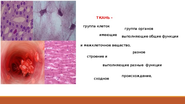 ТКАНЬ - группа клеток группа органов имеющие выполняющие общие функции и межклеточное вещество, разное строение и выполняющие разные функции происхождение, сходное