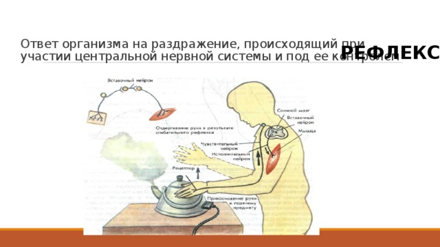 Ответ организма на раздражение, происходящий при участии центральной нервной системы и под ее контролем - РЕФЛЕКС