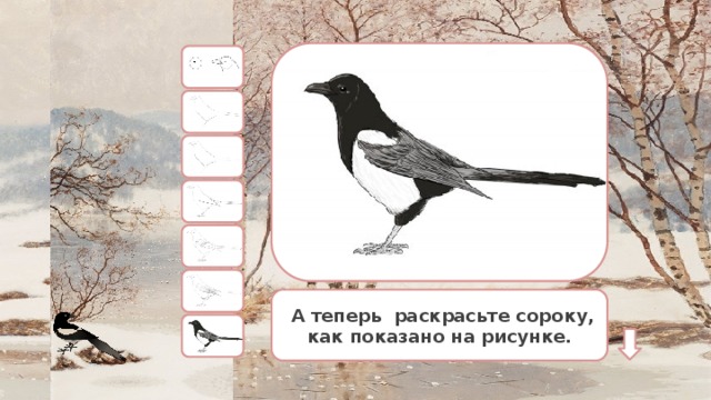  А теперь раскрасьте сороку, как показано на рисунке. 