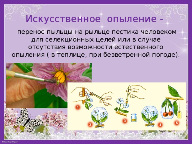 Искусственное опыление -  перенос пыльцы на рыльце пестика человеком для селекционных целей или в случае отсутствия возможности естественного опыления ( в теплице, при безветренной погоде). 