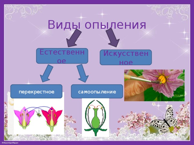 Виды опыления Естественное  Искусственное перекрестное самоопыление 