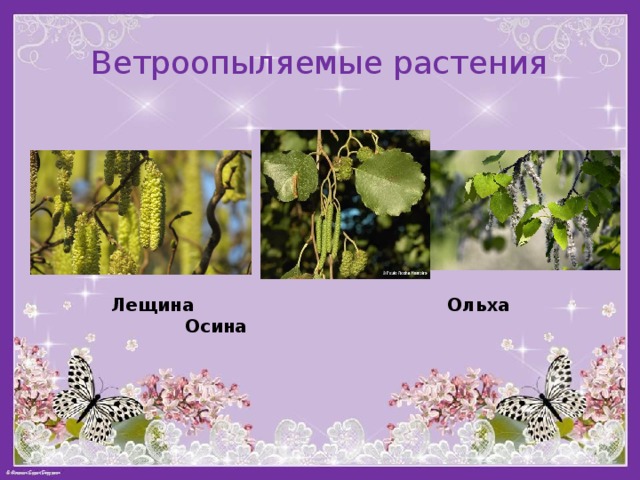Ветроопыляемые растения  Лещина Ольха Осина 