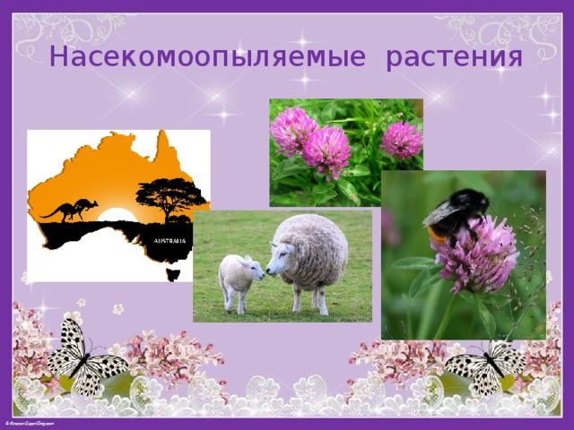 Насекомоопыляемые растения 