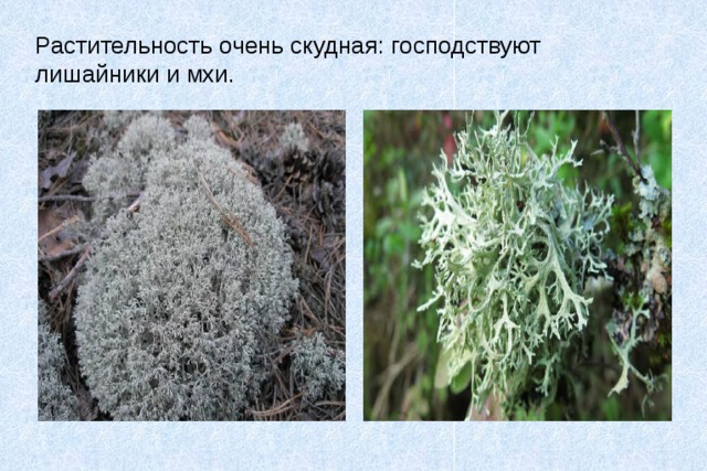 Растительность очень скудная: господствуют  лишайники и мхи. 
