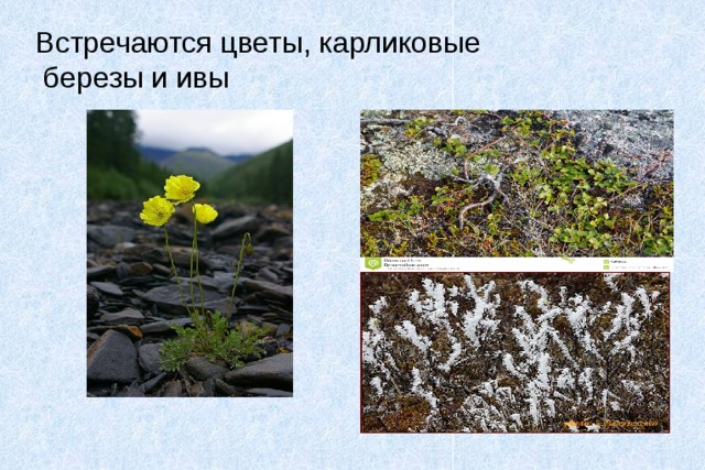 Встречаются цветы, карликовые  березы и ивы 