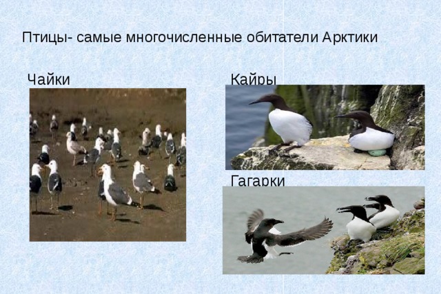 Птицы- самые многочисленные обитатели Арктики Чайки Кайры Гагарки 