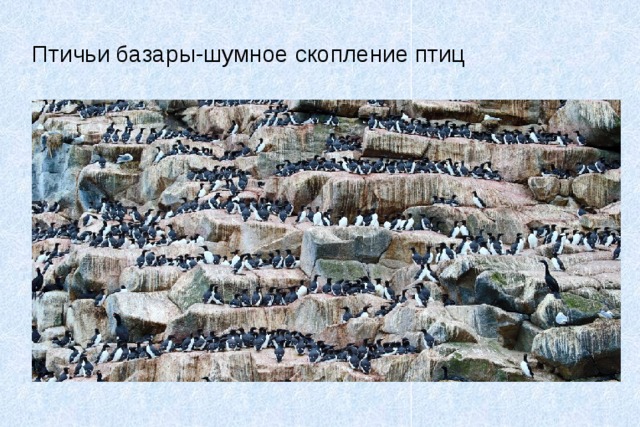 Птичьи базары-шумное скопление птиц 