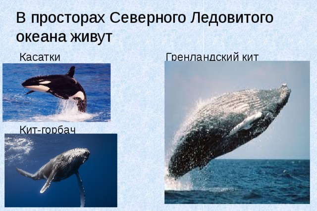 В просторах Северного Ледовитого океана живут Касатки Гренландский кит Кит-горбач 