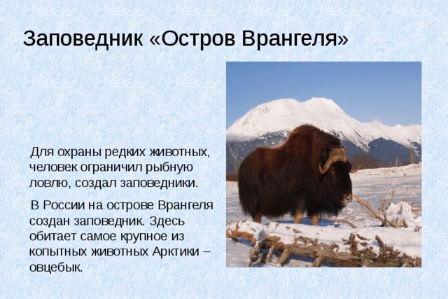 Заповедник «Остров Врангеля» Для охраны редких животных, человек ограничил рыбную ловлю, создал заповедники. В России на острове Врангеля создан заповедник. Здесь обитает самое крупное из копытных животных Арктики – овцебык. 