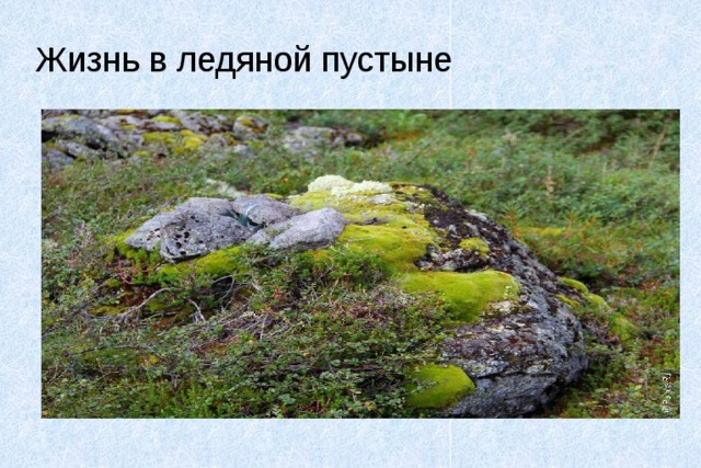 Жизнь в ледяной пустыне 