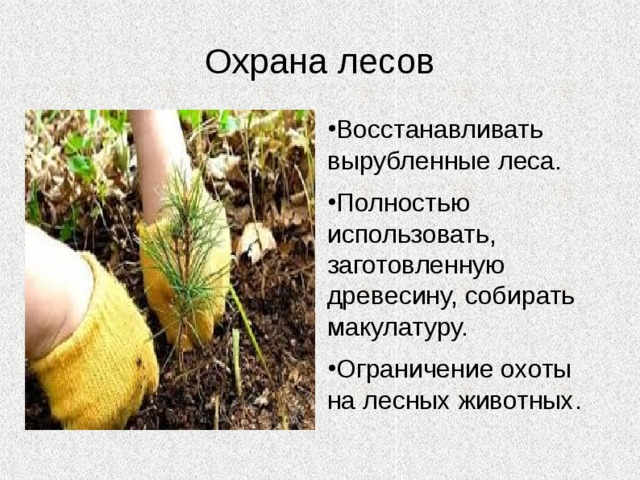 Экологические проблемы лесной зоны Вырубка деревьев Браконьерство 