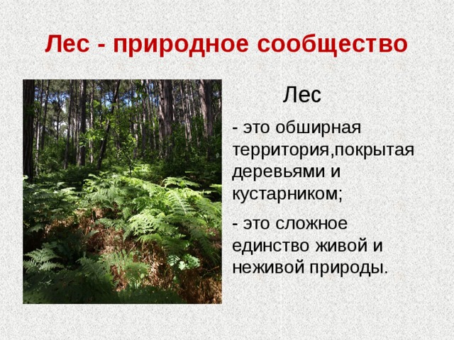 Лес - природное сообщество  Лес - это обширная территория,покрытая деревьями и кустарником; - это сложное единство живой и неживой природы. 