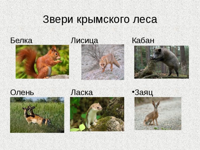 Растения крымского леса 