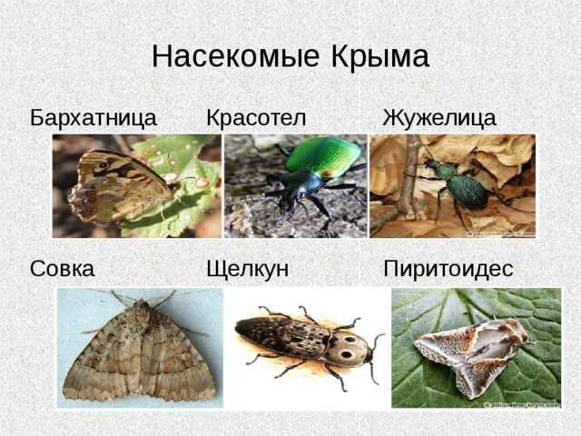 Птицы крымского леса Дятел Клест Сова Горлица Мухоловка Горихвостка 