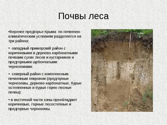 Насекомые Крыма Бархатница Красотел Жужелица Пиритоидес Щелкун Совка 