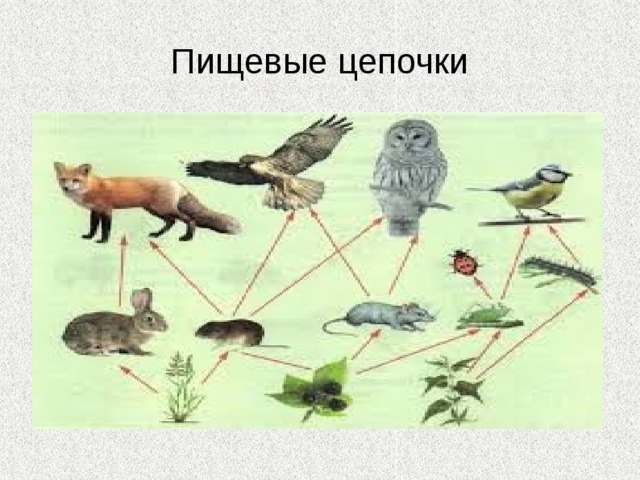 Почвы леса Верхнее предгорье Крыма по почвенно-климатическим условиям разделяется на три района:  -западный приморский район с коричневыми и дерново-карбонатными почвами сухих лесов и кустарников и предгорными щебенчатыми черноземами;  -северный район с комплексным почвенным покровом (предгорные черноземы, дерново-карбонатные, бурые остепненные и бурые горно-лесные почвы); -в восточной части зоны преобладают коричневые, горные лесостепные и предгорные черноземы. 