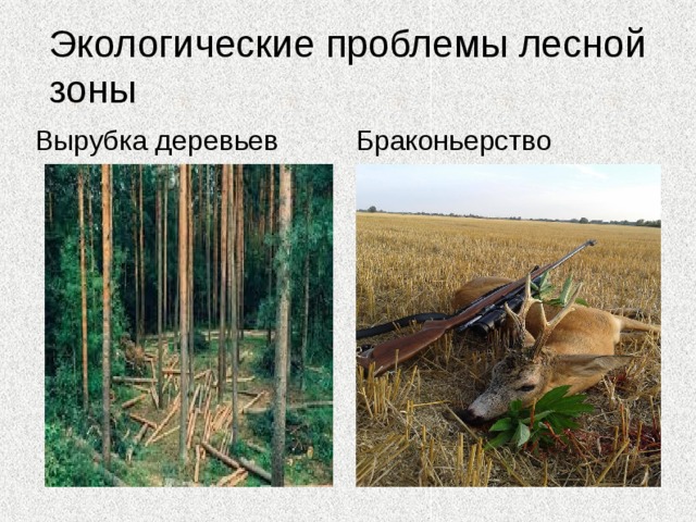 Пищевые цепочки 
