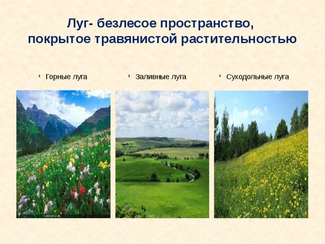 Луг- безлесое пространство, покрытое травянистой растительностью Горные луга Заливные луга Суходольные луга 