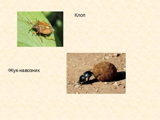 Клоп Жук-навозник 