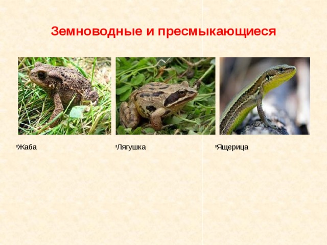 Земноводные и пресмыкающиеся Ящерица Лягушка Жаба 