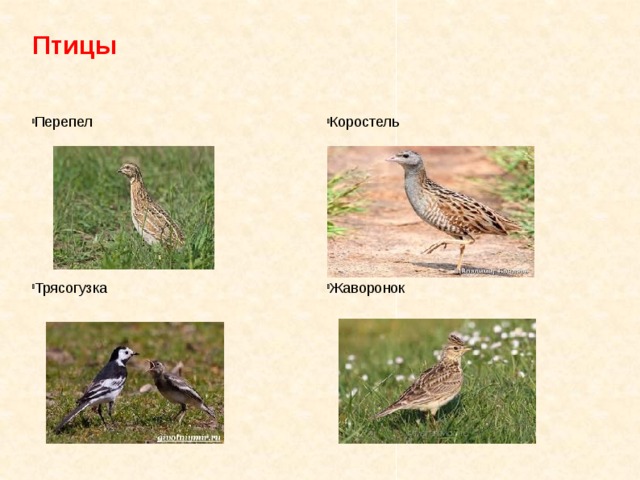 Птицы  Перепел Коростель Жаворонок Трясогузка 