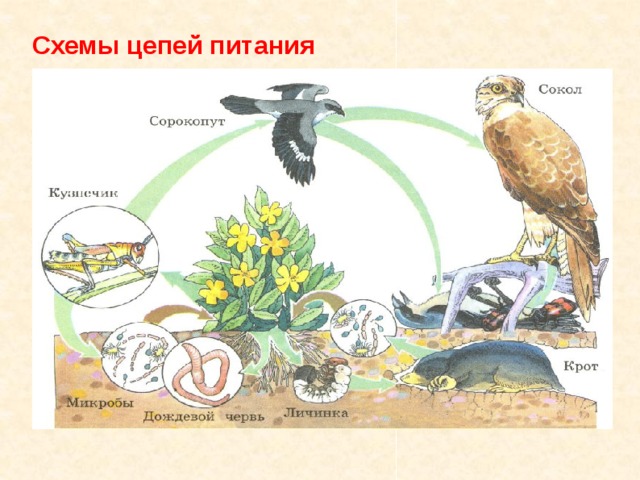 Схемы цепей питания  