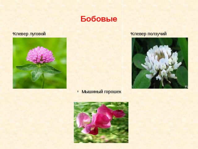 Бобовые Клевер луговой Клевер ползучий Мышиный горошек 