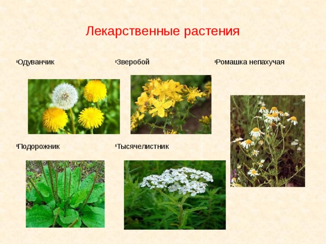 Лекарственные растения Одуванчик Зверобой Ромашка непахучая Тысячелистник Подорожник 