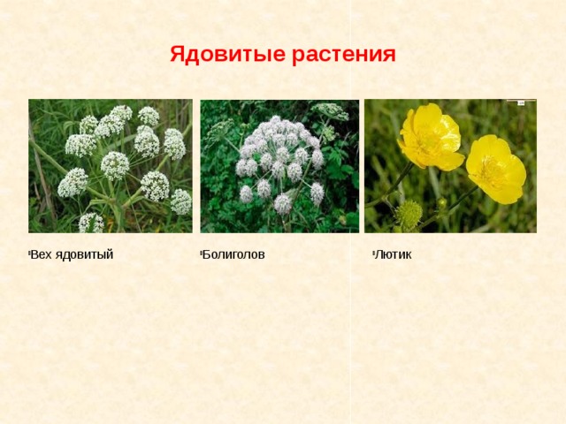Ядовитые растения Лютик Болиголов Вех ядовитый 