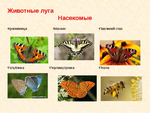 Животные луга Насекомые Крапивница Махаон Павлиний глаз Пчела Перламутровка Голубянка 