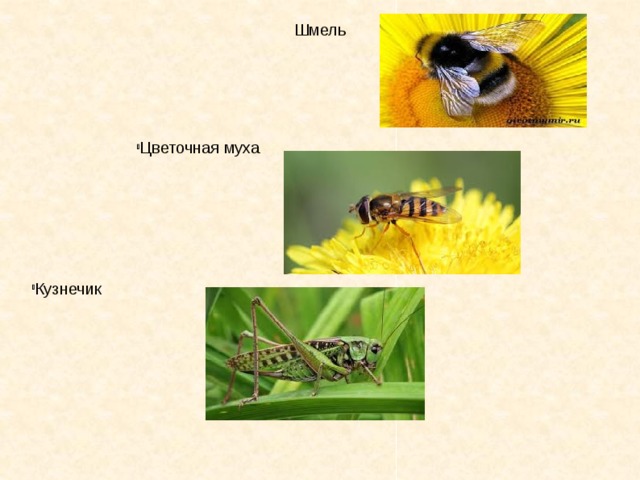 Шмель Цветочная муха Кузнечик 