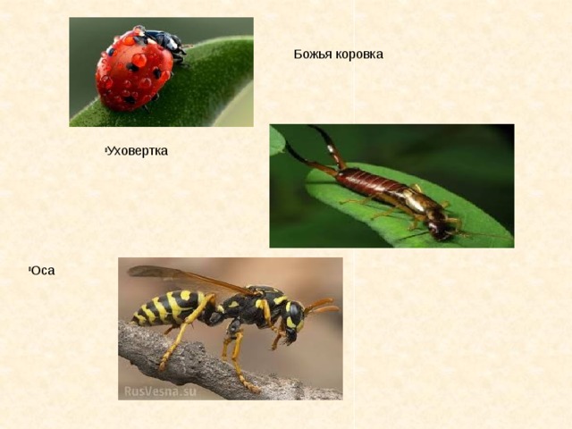  Божья коровка Уховертка Оса 