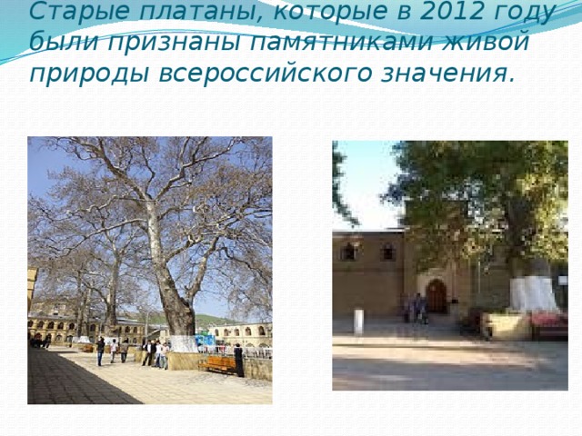 Старые платаны, которые в 2012 году были признаны памятниками живой природы всероссийского значения.   