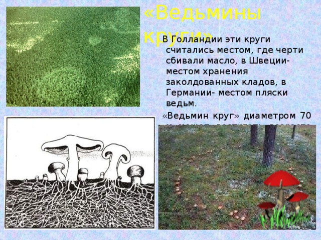«Ведьмины круги»  В Голландии эти круги считались местом, где черти сбивали масло, в Швеции- местом хранения заколдованных кладов, в Германии- местом пляски ведьм.  «Ведьмин круг» диаметром 70 м может достигать возраста 100 лет и более. 