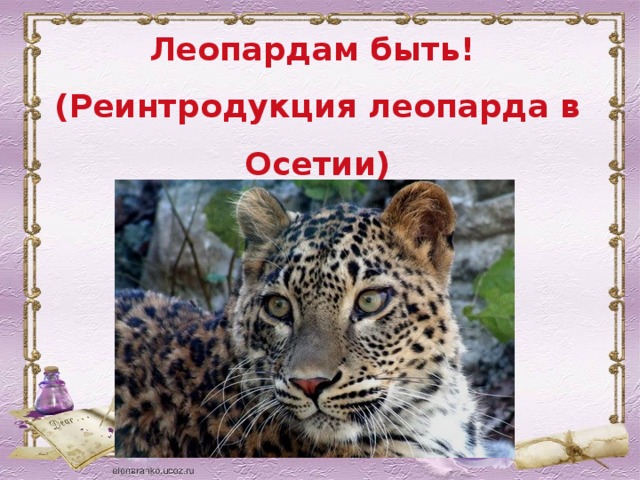 Леопардам быть! (Реинтродукция леопарда в Осетии)  