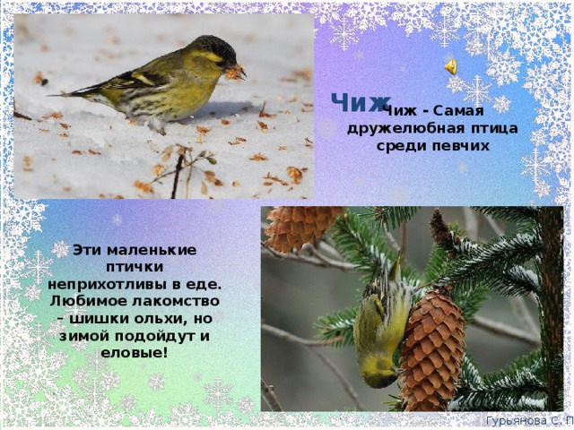 Чиж Чиж - Самая дружелюбная птица среди певчих Эти маленькие птички неприхотливы в еде. Любимое лакомство – шишки ольхи, но зимой подойдут и еловые! Гурьянова С. П.