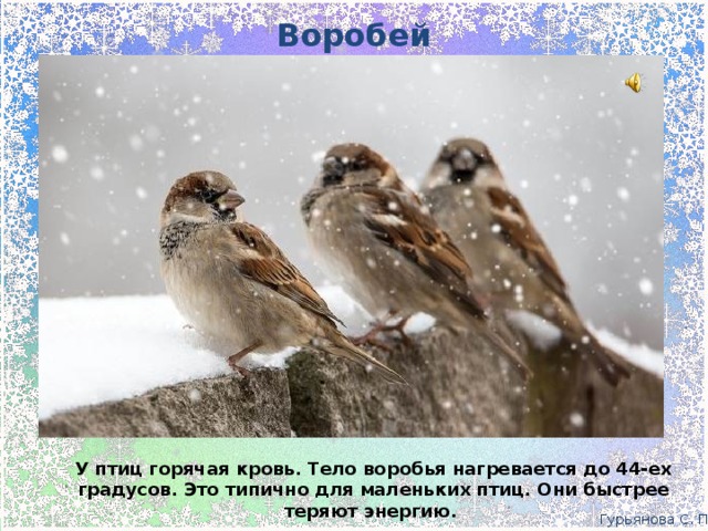 Воробей У птиц горячая кровь. Тело воробья нагревается до 44-ех градусов. Это типично для маленьких птиц. Они быстрее теряют энергию. Гурьянова С. П.