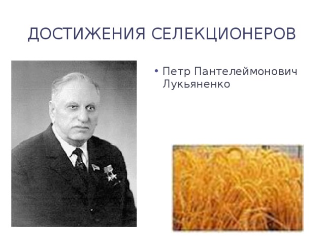 Достижения селекционеров Петр Пантелеймонович Лукьяненко 
