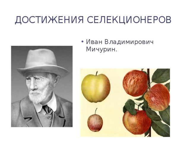 Достижения селекционеров Иван Владимирович Мичурин. 