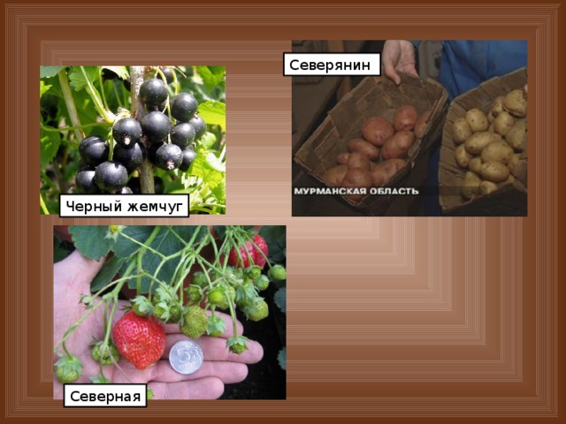 Северянин Черный жемчуг Северная 