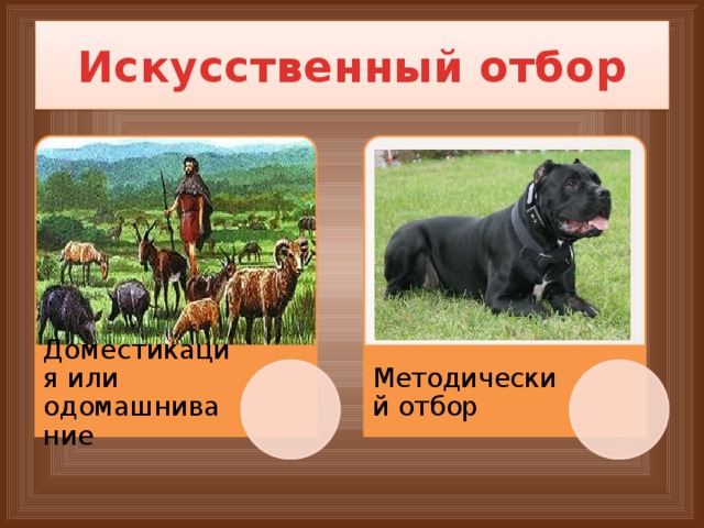 Искусственный отбор Доместикация или одомашнивание Методический отбор 