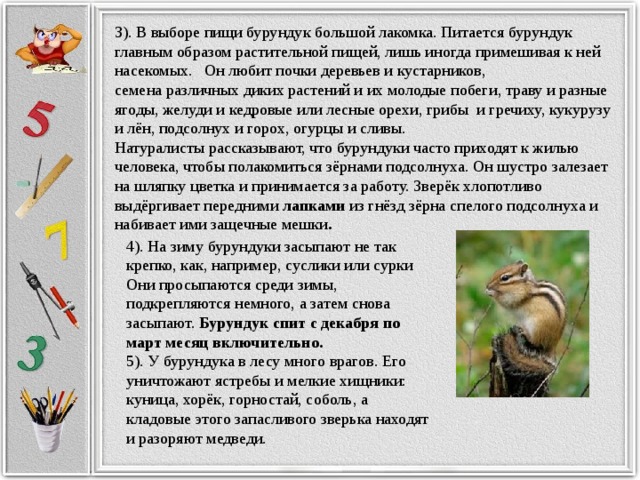 3). В выборе пищи бурундук большой лакомка. Питается бурундук главным образом растительной пищей, лишь иногда примешивая к ней насекомых. Он любит почки деревьев и кустарников, семена различных диких растений и их молодые побеги, траву и разные ягоды, желуди и кедровые или лесные орехи, грибы и гречиху, кукурузу и лён, подсолнух и горох, огурцы и сливы. Натуралисты рассказывают, что бурундуки часто приходят к жилью человека, чтобы полакомиться зёрнами подсолнуха. Он шустро залезает на шляпку цветка и принимается за работу. Зверёк хлопотливо выдёргивает передними лапками из гнёзд зёрна спелого подсолнуха и набивает ими защечные мешки . 4). На зиму бурундуки засыпают не так крепко, как, например, суслики или сурки Они просыпаются среди зимы, подкрепляются немного, а затем снова засыпают. Бурундук спит с декабря по март месяц включительно.  5). У бурундука в лесу много врагов. Его уничтожают ястребы и мелкие хищники: куница, хорёк, горностай, соболь, а кладовые этого запасливого зверька находят и разоряют медведи.
