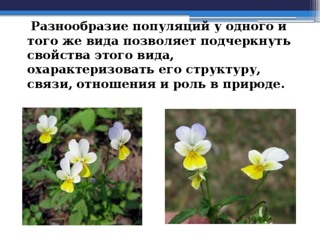  Разнообразие популяций у одного и того же вида позволяет подчеркнуть свойства этого вида, охарактеризовать его структуру, связи, отношения и роль в природе. 