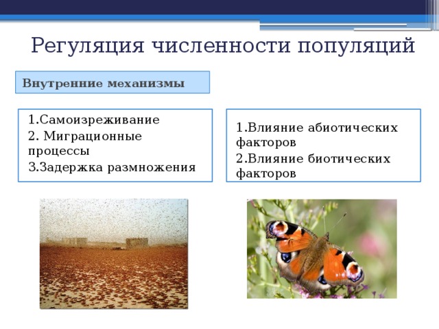 Регуляция численности популяций Внутренние механизмы 1.Самоизреживание 1.Влияние абиотических факторов 2. Миграционные процессы 2.Влияние биотических факторов 3.Задержка размножения 