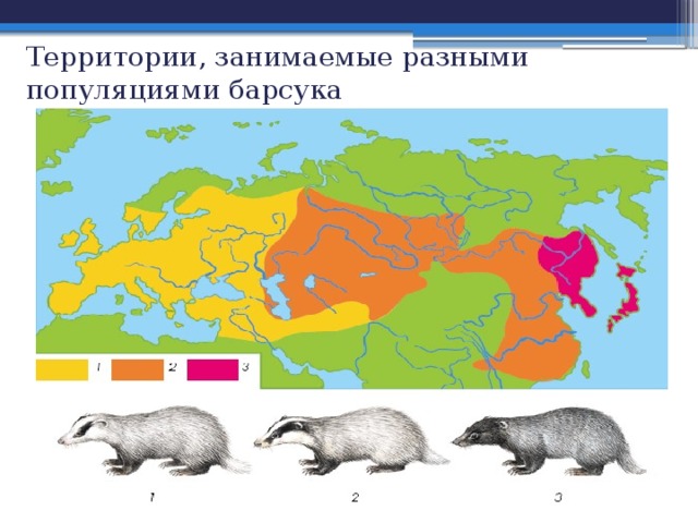 Территории, занимаемые разными популяциями барсука 