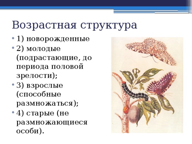 Возрастная структура 1) новорожденные 2) молодые (подрастающие, до периода половой зрелости); 3) взрослые (способные размножаться); 4) старые (не размножающиеся особи). 