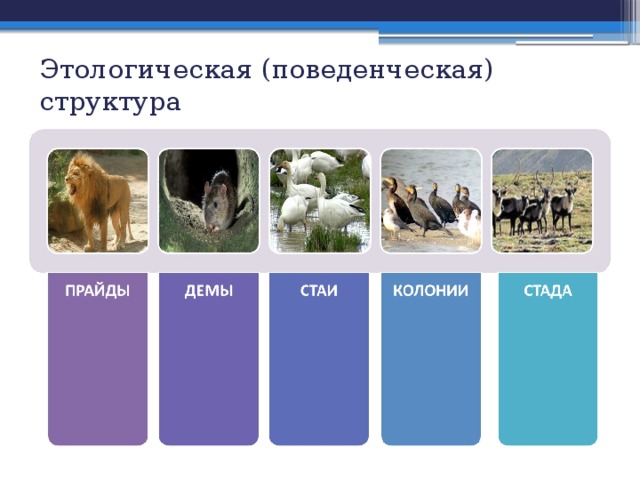 Этологическая (поведенческая) структура 