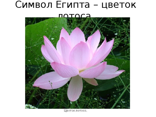 Символ Египта – цветок лотоса. 