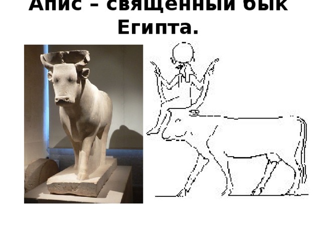 Апис – священный бык Египта. 